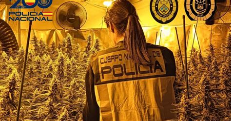 La Polic A Nacional Desmantela Dos Plantaciones De Marihuana En Salt Y