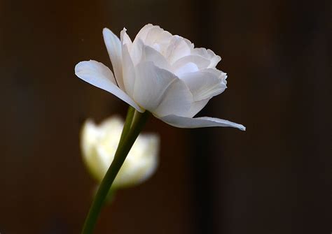 weiße Tulpe Karin Rogmann Flickr