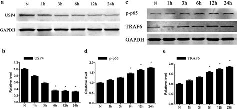 Protein Expression Of Usp P P And Traf In Activated Microglia A