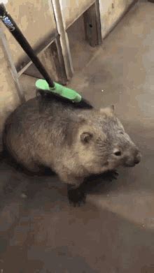 Wombat GIFs | Tenor