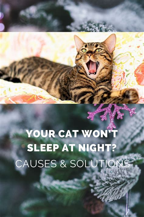 Your Cat Wont Sleep At Night Causes Solutions Cats Cat Sleeping