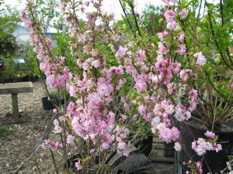 Dwarf Flowering Almond Pictures Photos Green Gardens