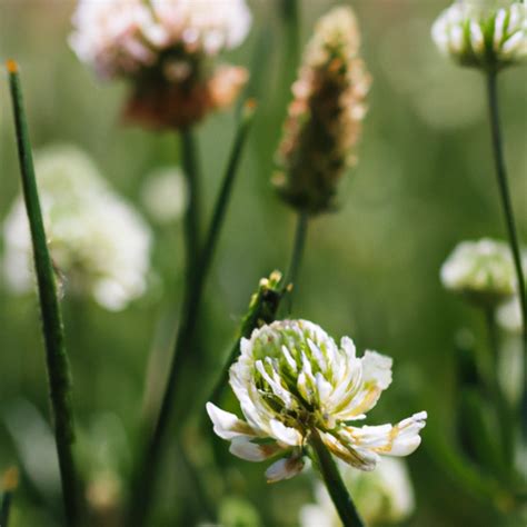 21 Types Of White Wildflowers Found In Nebraska Nature Blog Network