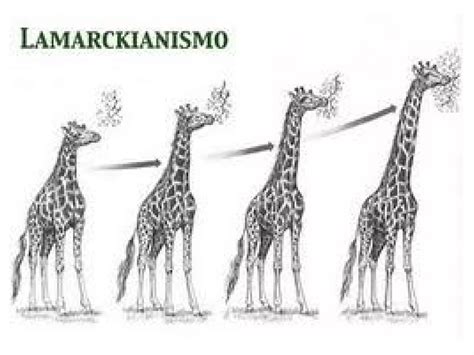 Teorías De Lamarck Y Darwin Ppt