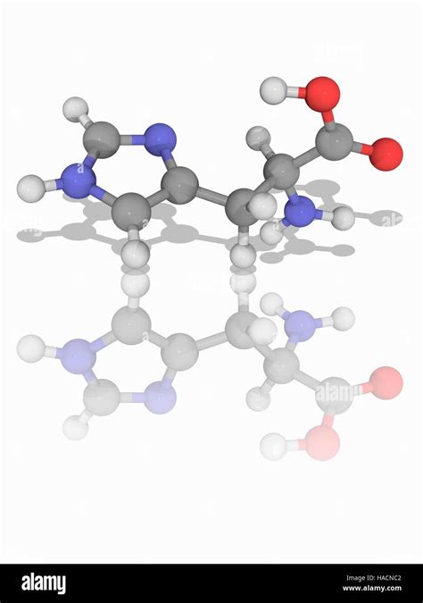 Histidine Amino Acid Molecule Cut Out Stock Images And Pictures Alamy