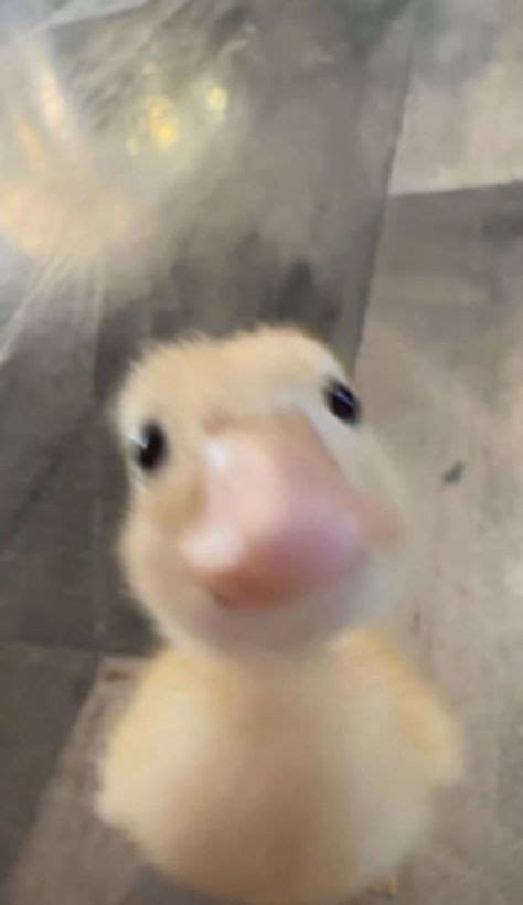 Funny Duck Pfp