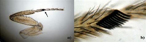 Sex Comb In Drosophila Melanogaster Male A Front Leg With Sex Comb