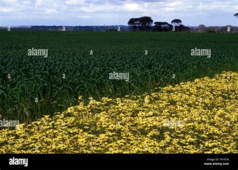 The Wheatbelt Western Australia One Of Nine Regions Of Western