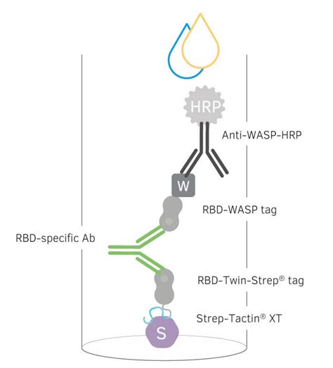 Elisa Path Total Antibody Sars Cov 2 Rbd Covid 19研究用 血中の抗体検出に