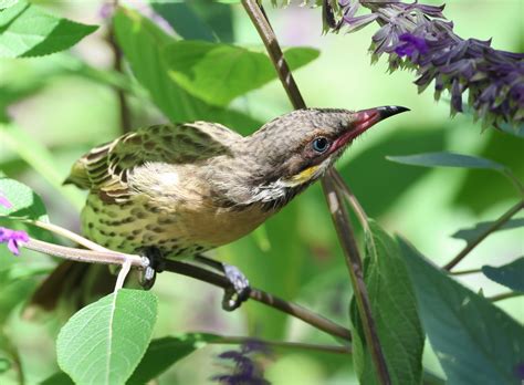 Spiny Cheeked Honeyeater Bird Spots