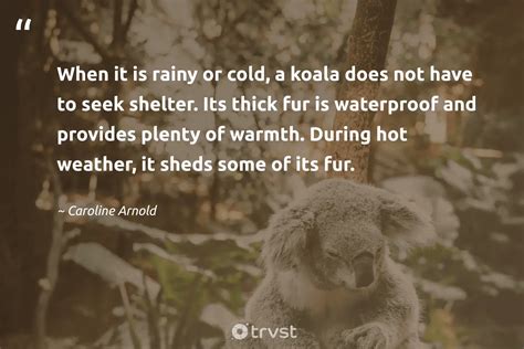 15 Koala Quotes About The Sleepy Marsupials