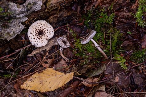 Lepiota Felina By Richard Jacob 3 Western Pennsylvania Mushroom Club