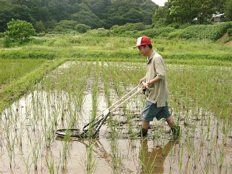 田んぼの草取り、田植え正月 東京里山農業日誌