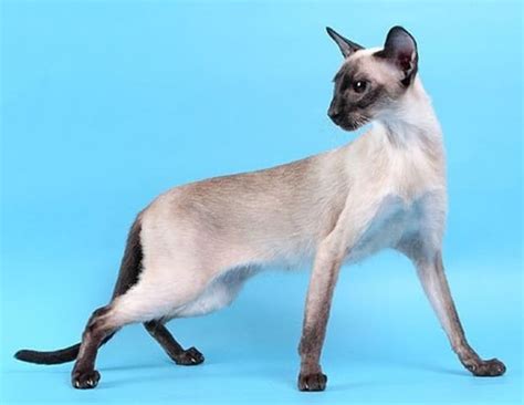 Сиамская кошка: описание породы, характер, фото сиамской кошки