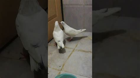 Male And Female Pigeons So Sex Youtube