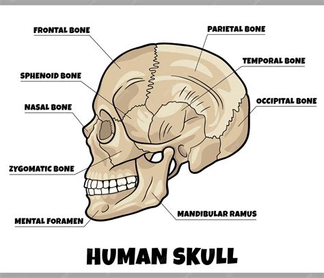 premium vector human skull bones anatomy diagram illustration