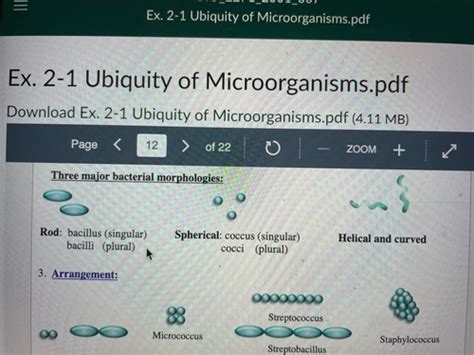 Ex 2 1 Ubiquity Of Microorganisms Flashcards Quizlet