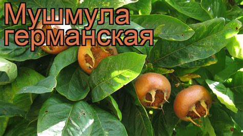 Мушмула германская 🌿 германская мушмула обзор: как сажать, саженцы ...