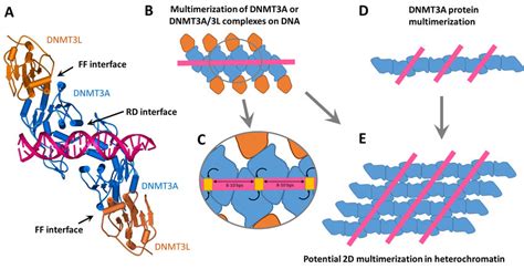 Multimerization Of DNMT3A And DNMT3A DNMT3L Complexes A Structure Of