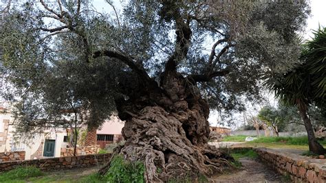 Greece And Its Glorious Olive Tree Cgtn