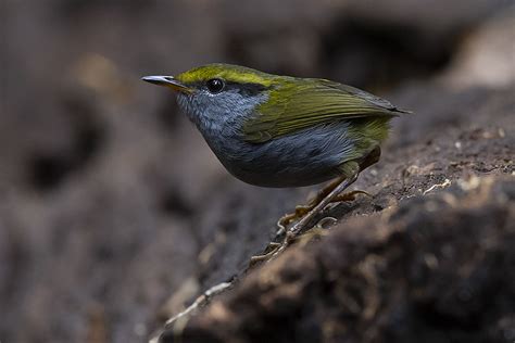 Grey-bellied Tesia / Tesia cyaniventer photo call and song