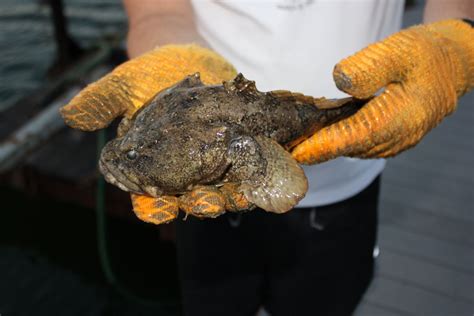 Our crab pot: Oyster toadfish