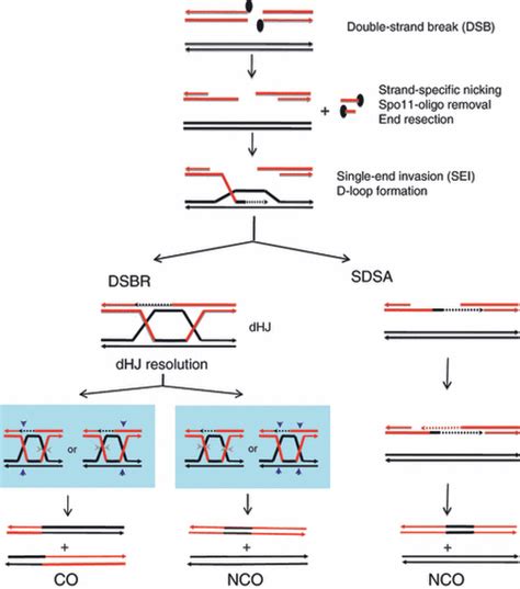 Homologous Recombination Meiosis