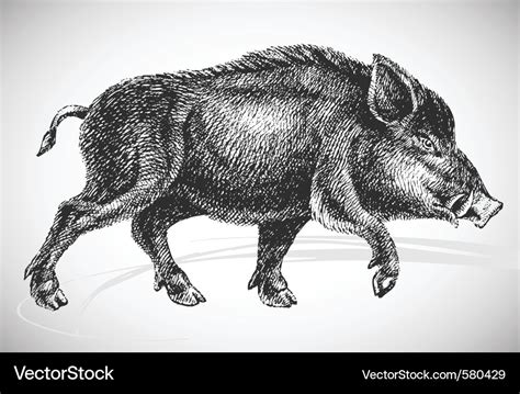 Wild Boar Royalty Free Vector Image Vectorstock