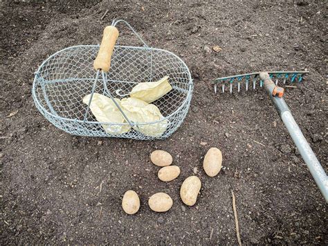 Kartoffeln pflanzen So geht es Schritt für Schritt