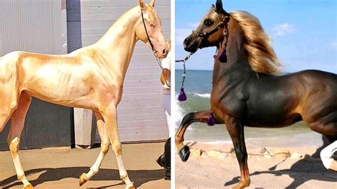 Cavalos Ex Ticos Mais Caros Do Mundo Youtube