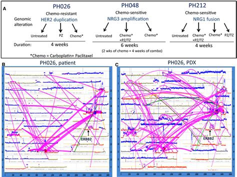 Genomic Characterization Of Ovarian Tumors Using Mpseq A Schematic