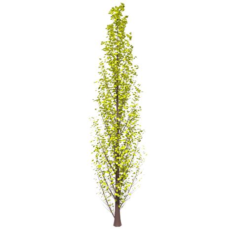 Tree isolated on transparent 21279415 PNG