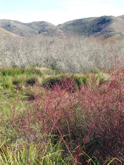 Blue Planet Garden Blog Wordless Wednesday Hiking The Marin Headlands