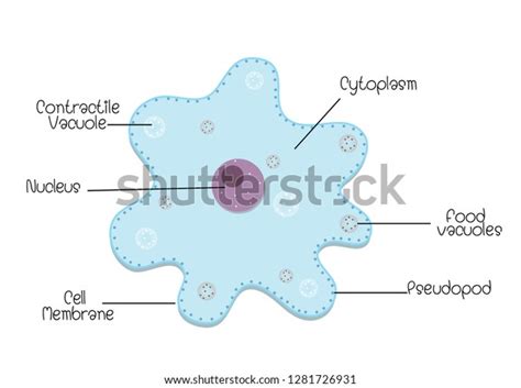 Structure Diagram Amoeba Stock Vector Royalty Free 1281726931