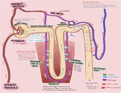 Made a quick study guide for Renal System : r/Mcat