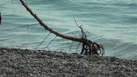 Garbage on beach - Elder Man collects garbage on beach after storm