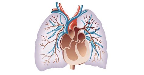 Hypersensitivity Pneumonitis: What Is Hypersensitivity Pneumonitis?