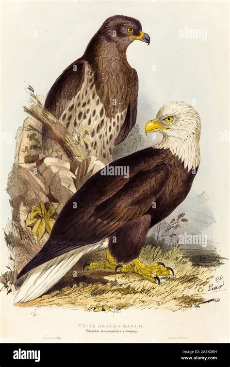 Aigles Tête Blanche Banque De Photographies Et Dimages à Haute Résolution Alamy