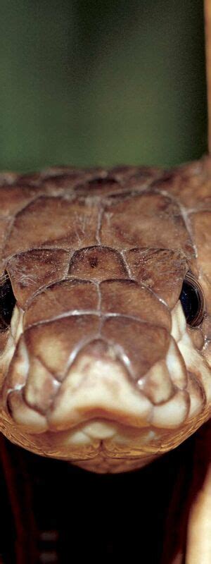 Наши гибриды | Cемена сахарной свеклы | СЕСВандерХаве