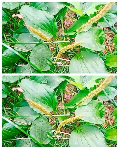 ПОДОРОЖНИК 🌿избавит от кашля и очистит легкие. Лекарство 🍃у нас под ногами!