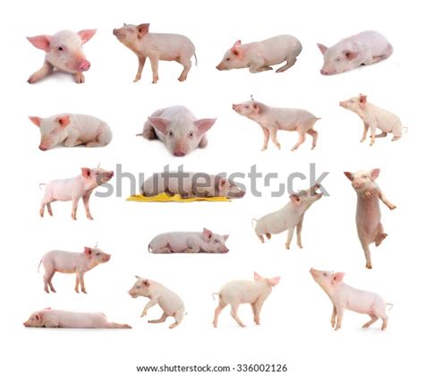 18 Best Pigs Most Unusual Poses Stock Photo Edit Now 336002126