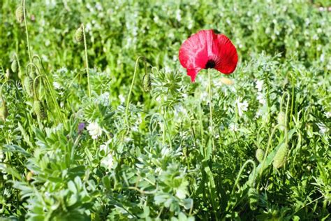 Cassone con le rosole la primavera è servita Hotel Corallo Rimini