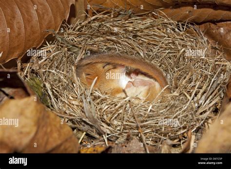 Dormouse Nest