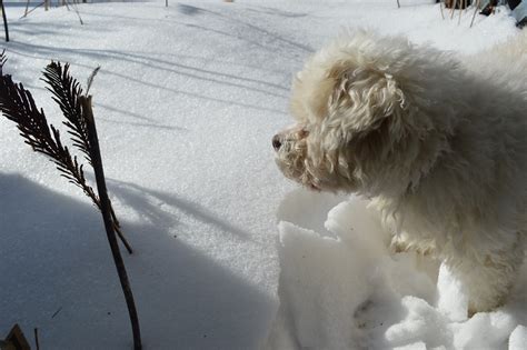 Nine Winter Weather Tips For Your Pet Homegrown Iowan