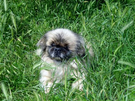 Pekingese Pekingese Puppies Cute Puppies Pekingese