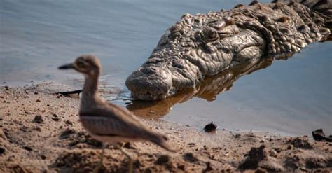 Nile Crocodile - A-Z Animals