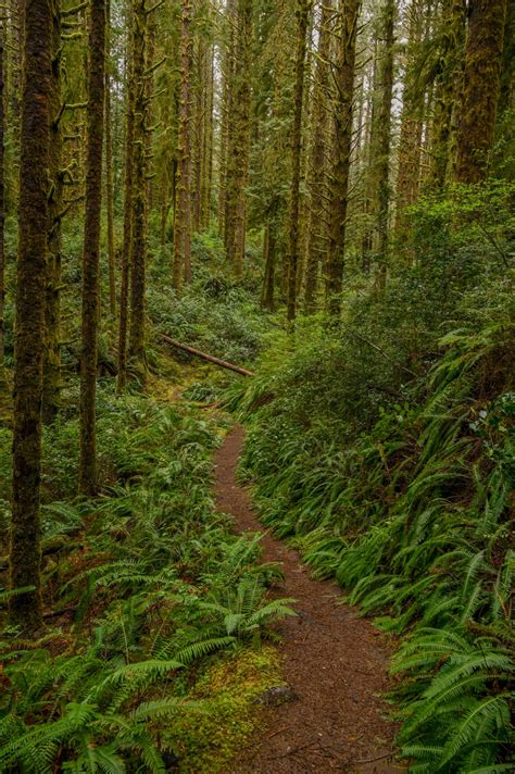 9 Best Hikes Near Florence, Oregon