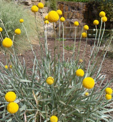 Seuss Inspired Golden Drumstick Billy Balls Craspedia Globosa 25 Seeds