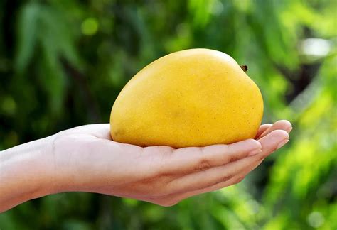 Eating Mango While Pregnant Benefits Side Effects More