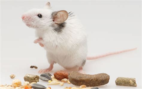 What are the Best Treats for Your Pet Mouse? - VIVO Pets